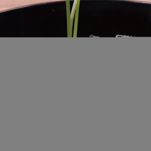 Steckigel TMYJS – 7cm